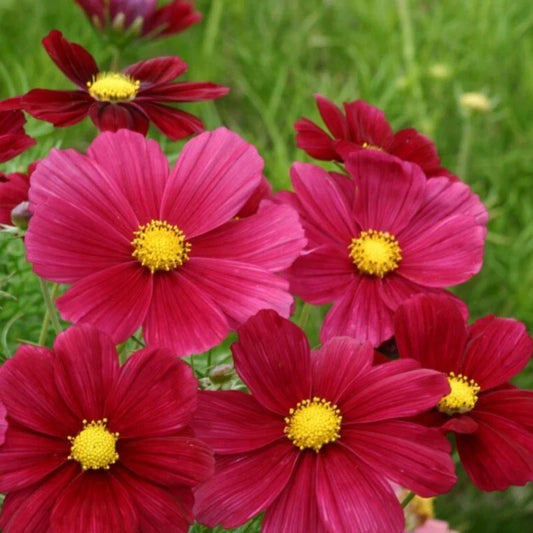 Rubenza Cosmos Seeds - 200+ Pack for Garden Planting - Colorful Flowers - Cosmos bipinnatus