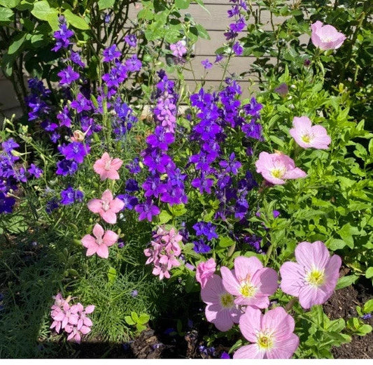 Rocket Larkspur Seeds 500 Count Dark Blue Purple Delphinium Non-GMO Pollinator-Friendly Flowers