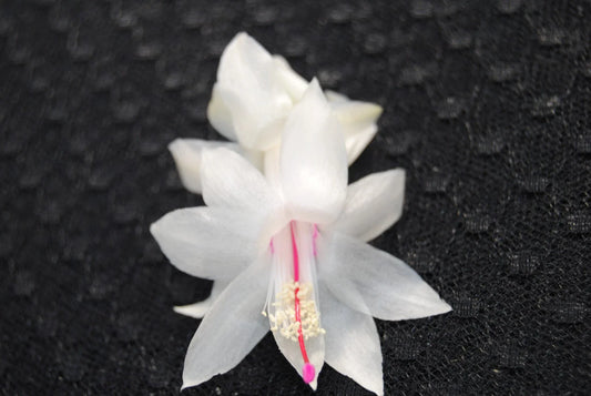 Christmas Cactus Starter Plant - THOR BRITT - Schlumbergera Truncata - Well Rooted (1 Plant)