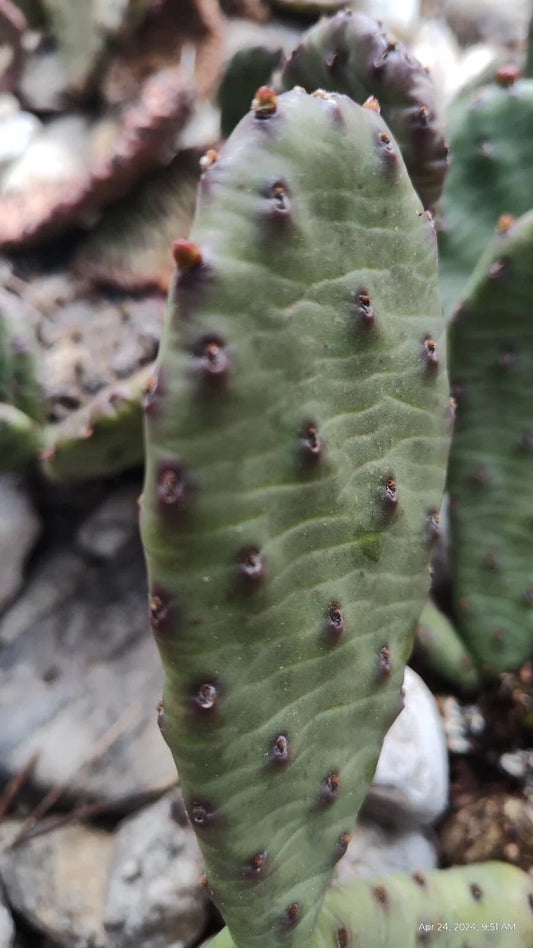 Winter Hardy Prickly Pear Cactus 2 Pads 4 Inch Opuntia Ficus-Indica