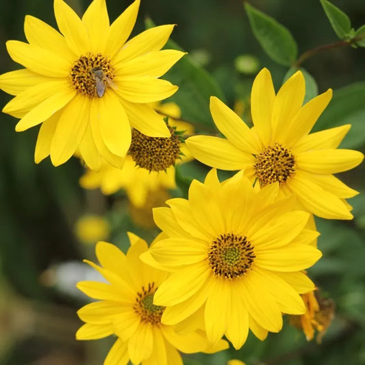 Lemon Queen Sunflower Seeds 25+ Annual Yellow Blooms Helianthus annuus - Free Shipping