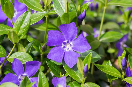 Periwinkle Ground Cover Plants - 20+ Live Vinca Minor - Ideal for Gardens and Landscaping