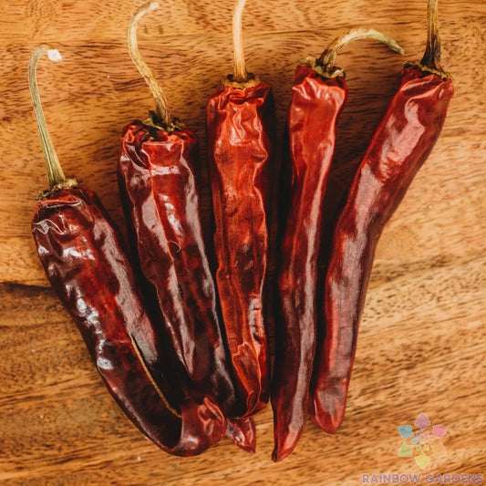 Mulato Chile Sweet Pepper Seeds - 25+ Pack for Garden Planting - Capsicum annuum - USA