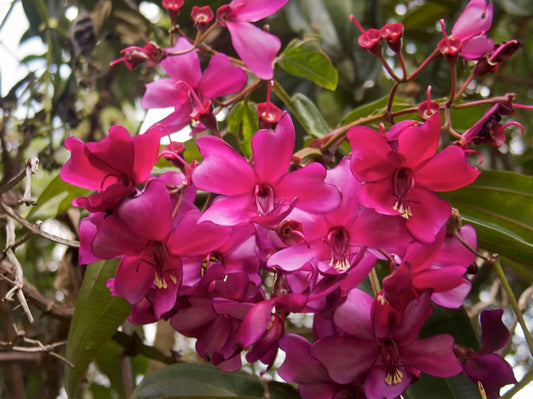 Rare Tropical Meriania Seeds - Motley Meriania {Meriania nobilis} - 5 Seeds with Free Shipping