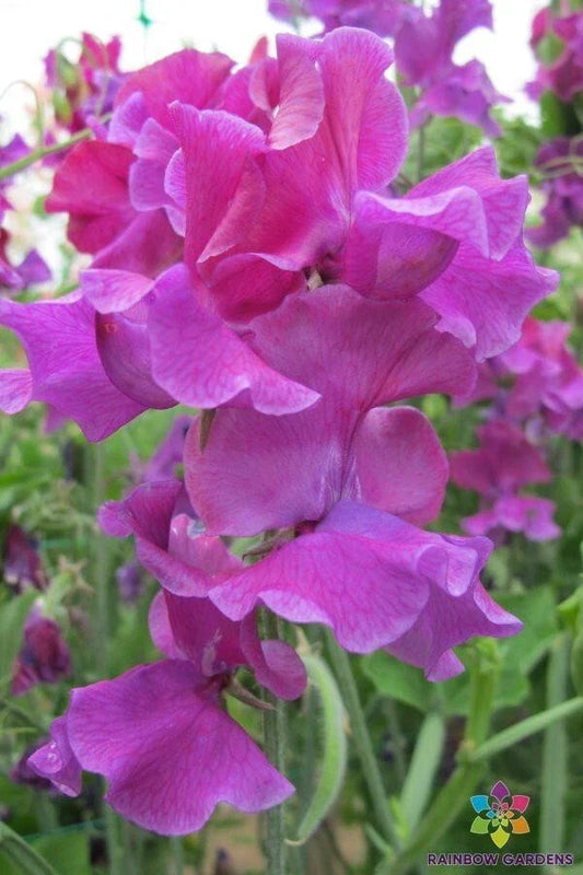 Terry Davey Sweet Pea Seeds - 50+ Pack - Heirloom Garden Seeds for Planting - Lathyrus odoratus