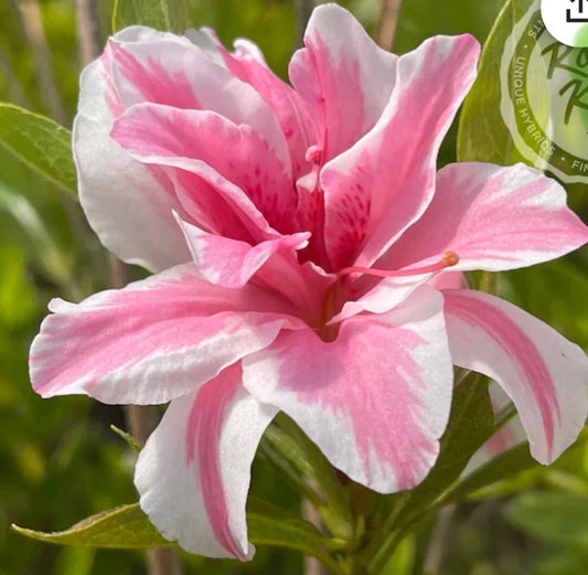 Azalea Starter Plant - Sugar and Spice Variety - Rhododendron - Very Rare!