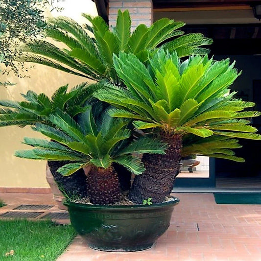 King Sago Palm Seeds - 5 Count - Rare Tropical Cycad - Cycas Revoluta - Hardy to Zone 8