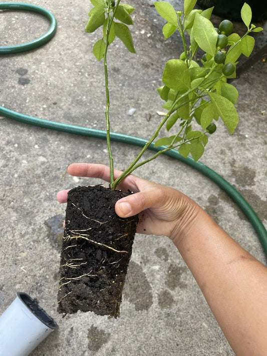 Calamansi Live Plant - Asian Calamansi - Calamondin - Air-Layered - Citrus microcarpa in Pot#2