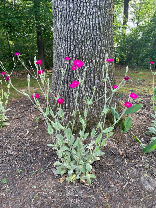 Rose Campion Plants - Live Established Perennials - 5 Pack - Lychnis coronaria - Organic, Flowering, 2+ Years Old