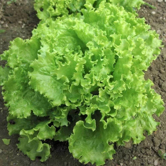Loose Leaf Lettuce Seeds - Green Salad Bowl - AAS Heirloom Improved - 600 to 8,000 Seeds