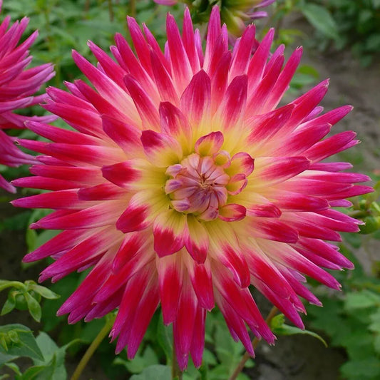 Dahlia Tubers 2 Count 'Tahiti Sunrise' Vibrant Blooms (Dahlia pinnata)