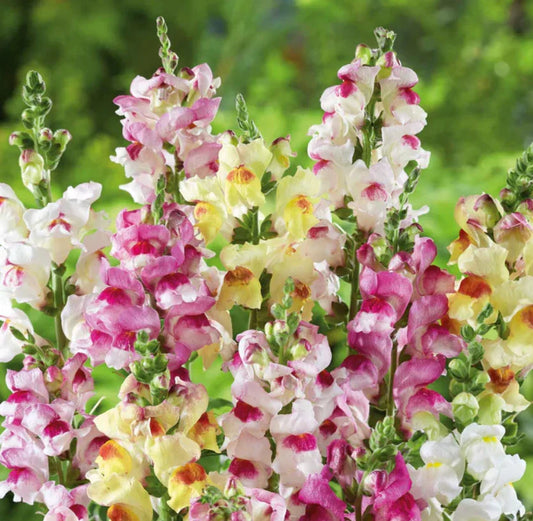 Snapdragon Seeds - 1000 Non-GMO Brighton Rock Variegated Blooms for Hummingbirds - Antirrhinum majus