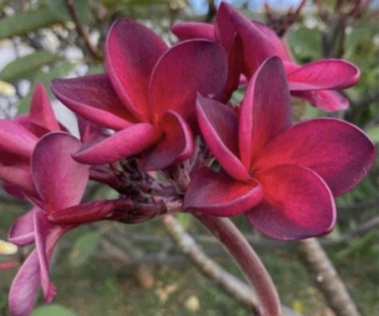 Rooted Plumeria Plant Cutting 17” Wildfire Frangipani (Plumeria)