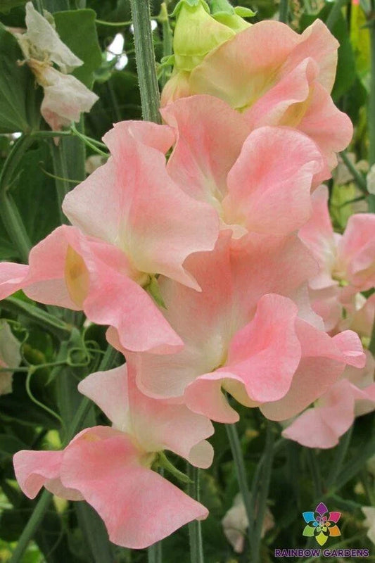 Yvette Ann Sweet Pea Seeds - 50+ Count - Garden Planting - Lathyrus odoratus - USA - Free Shipping
