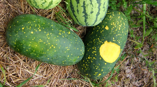 Moon and Stars Watermelon Seeds - 50+ Pack for Garden Planting - Citrullus lanatus - USA