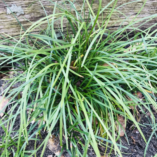 Mondo Grass Plugs 50 Pack Evergreen Ground Cover Ophiopogon japonicus Bare Root
