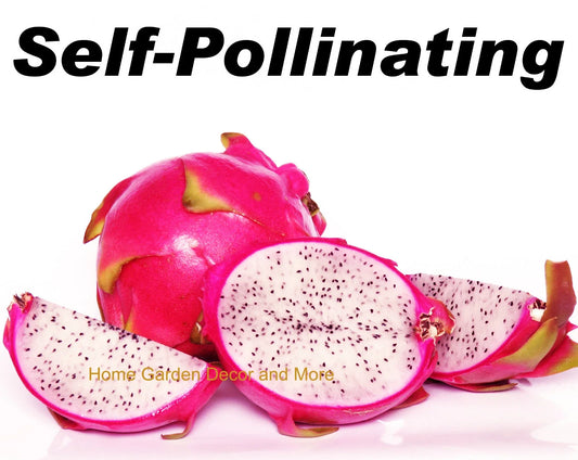 Rooted Plants - 5 Pack Vietnamese Dragon Fruit White Flesh Pitaya - Self Pollinating (Hylocereus undatus)