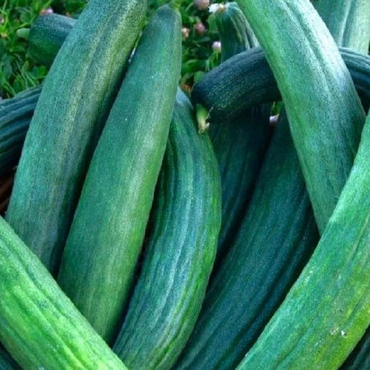 Dark Green Cucumber Seeds | NON-GMO Heirloom Variety | Metki Cucumis sativus
