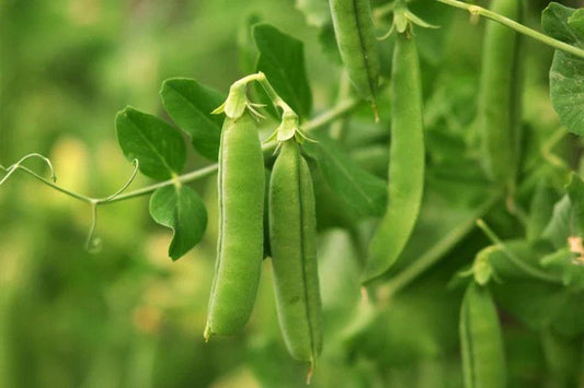 Early Frosty Garden Pea Seeds - Non-GMO, Easy Grow, Various Sizes - Pisum sativum
