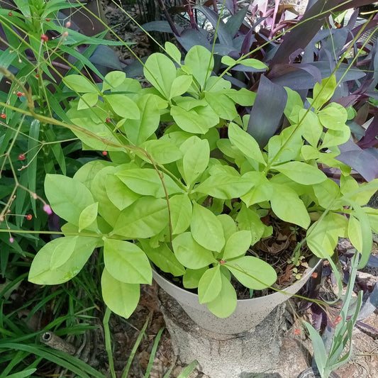 Talinum paniculatum 'Jewels of Opar' - 3 Live Well-Rooted Plants - Unique Green Succulent Ground Cover