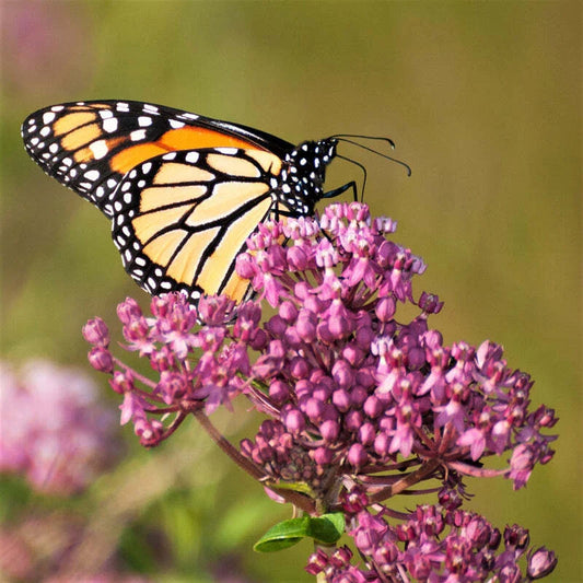 Butterfly Milkweed Plant - Asclepias 'Soulmate' - Hardy Perennial - Sun/Partial Shade