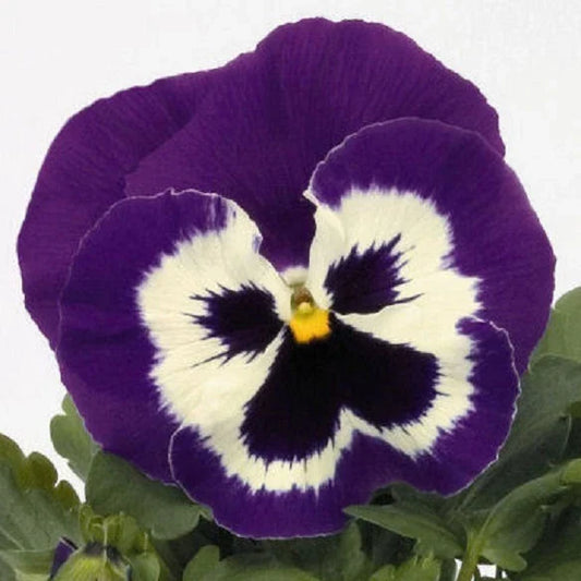 Pansy Seeds 50 Count Purple Mariner Flower Seeds Viola tricolor