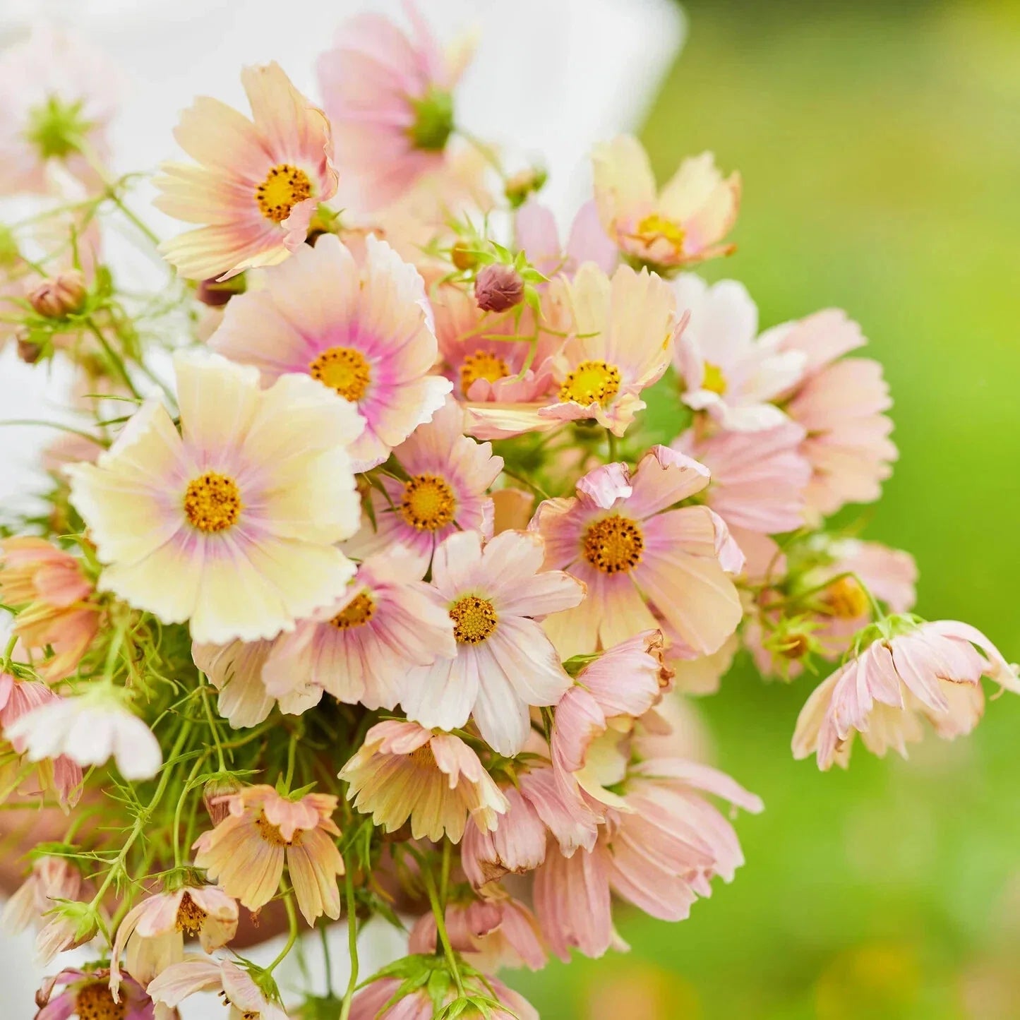Apricot Lemonade Cosmos Seeds - 200+ Pack for Garden Planting - Cosmos bipinnatus - USA Grown - Free Shipping