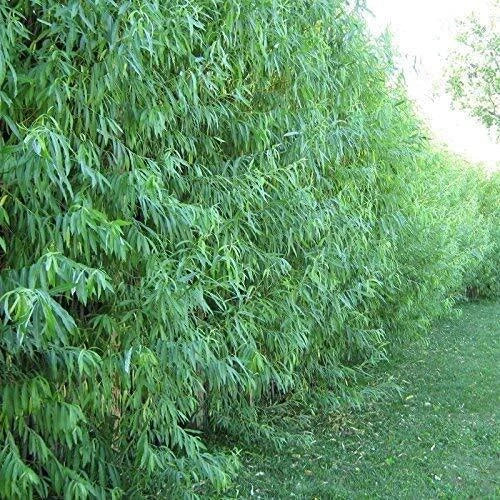 Dozen Hybrid Willow Trees, Fast-Growing Shade & Privacy Trees, Austree Hybrid, Fast-Growing, Landscaping Trees