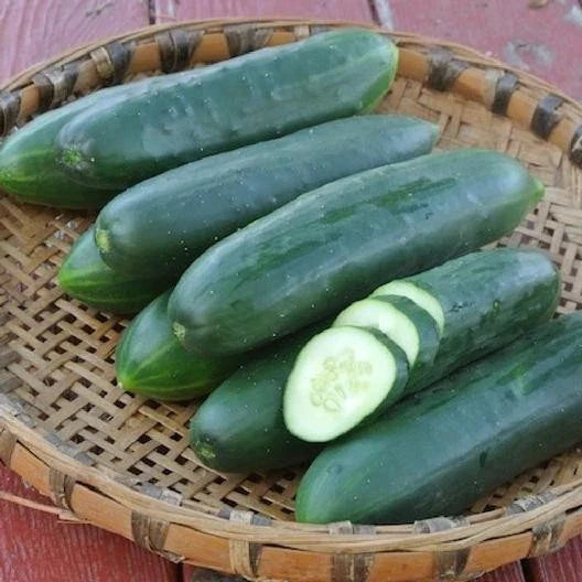 Cucumber Vegetable Seeds - 30 Fresh Slicing Cucumber Seeds - Cucumis sativus for Home Garden