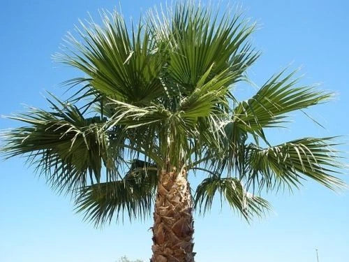 Mexican Fan Palm Tree Saplings, 14-18 Inches, Washington Robusta, 2+ Years Old, Chamaerops humilis