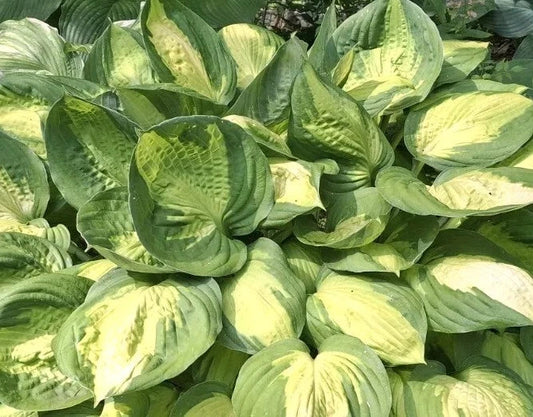 Hosta Plant Bareroot 1-2 Eyed 'Captain Kirk' Shade Perennial (Hosta spp.)