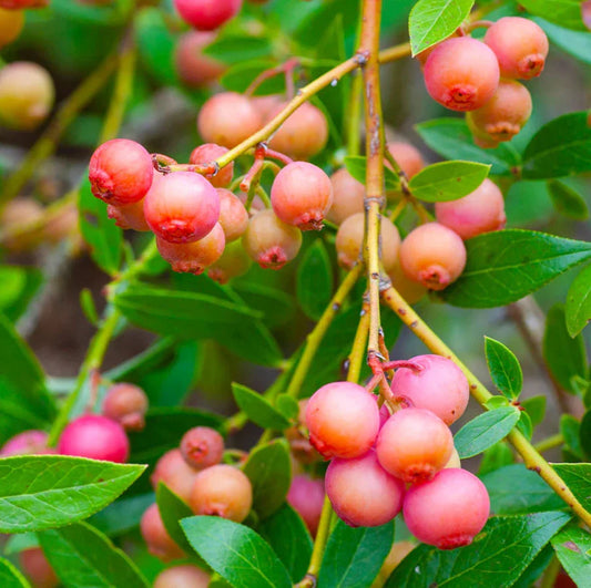 Set of 3 Live Pink Lemonade Blueberry Plants – Rooted 4-6" – Vaccinium corymbosum – Edible Fruit Plants