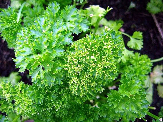 Curled Chervil Herb Seeds - Parsley-Like Flavor - 50 Count Packet - Anthriscus cerefolium