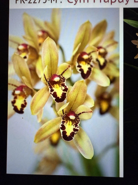 Cymbidium Orchid Plant Bulb - Surprise Bare Root - Unique Variety - Perfect for Indoor Gardens