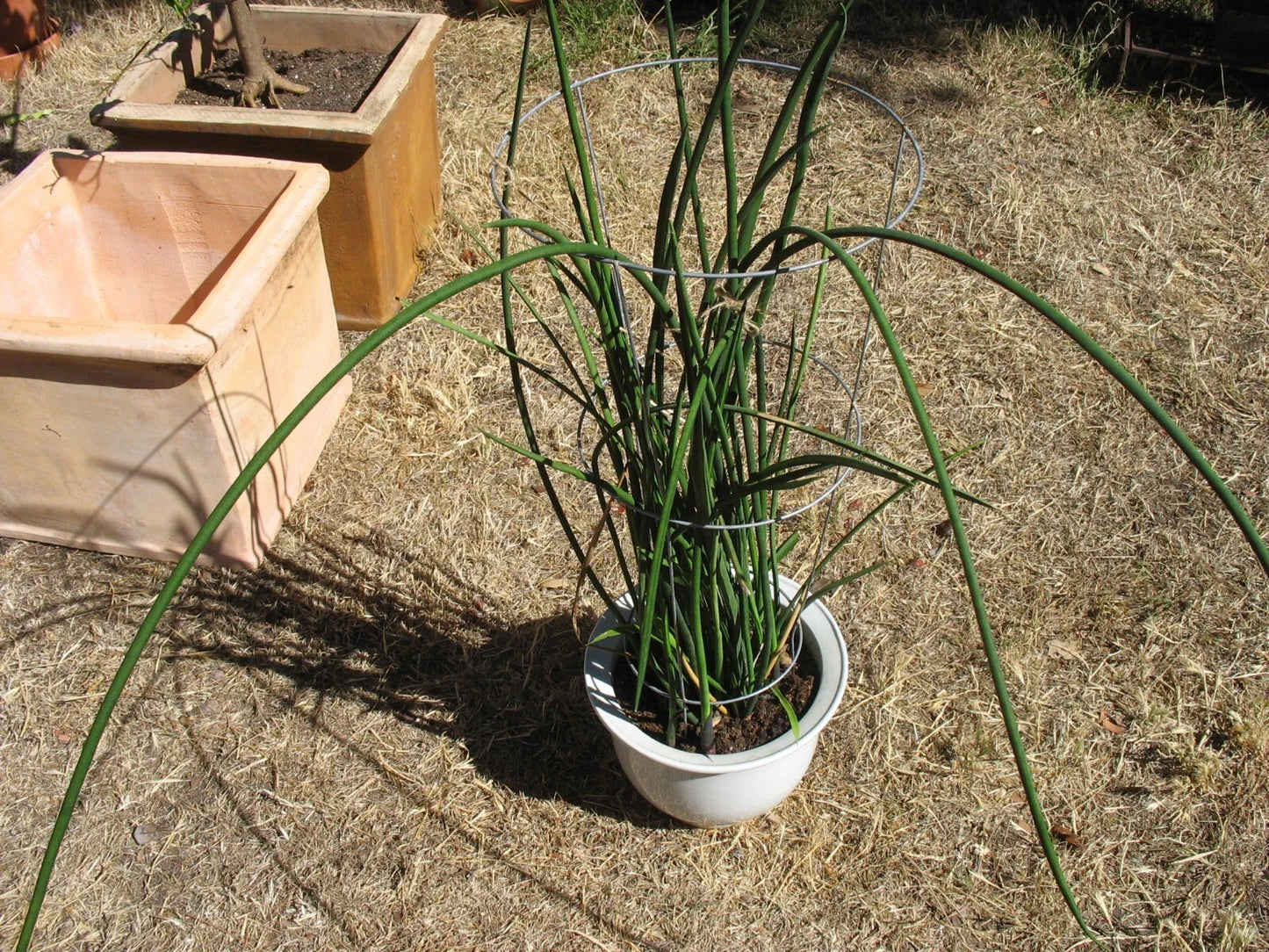 Sansevieria Lancia Cuttings - Rare 3 Rooted Cuttings - Snake Plant - Indoor Houseplant - Sansevieria