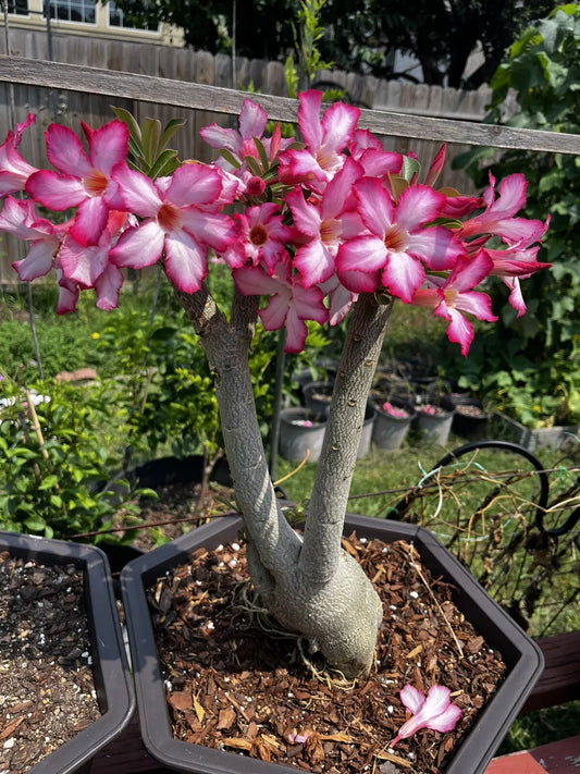 Desert Rose Bonsai Plant, 5 Gallon Pot, Pink Flowers, Adenium obesum, 8-9 Years Old, Big Root