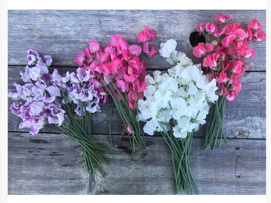 Winter Flowering Sweet Peas Seeds - Short Day Variety for Christmas Blooms - Lathyrus odoratus - 2025 Planting