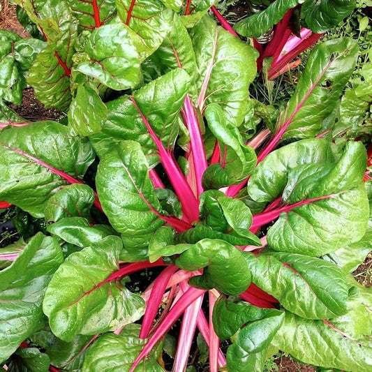 Pink Lipstick Swiss Chard Seeds 100 Ct - Heirloom NON-GMO Vegetable Garden Seeds