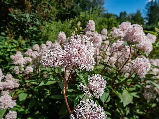 New Jersey Tea Seeds for Planting - 50 Seeds - Ceanothus Americanus - Blooming Shrub