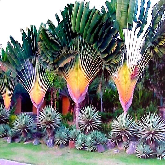 Travelers Palm Tree Seeds - Ravenala madagascariensis - Bird of Paradise Plant - Exotic Tropical Seeds