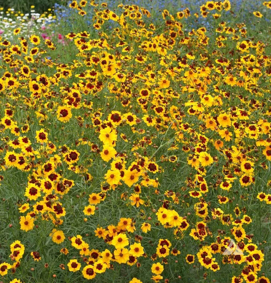 Coreopsis Seeds - Plains Calliopsis Native Wildflower, Heirloom, Full/Part-Sun, 500 Count