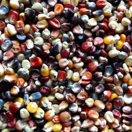 Ornamental Indian Corn Seeds | Heirloom | Colorful Varieties | Zea mays indentata