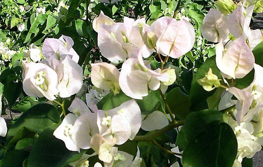 Bougainvillea Starter Plant - Small VERA WHITE - Very Rare & HTF - Well Rooted