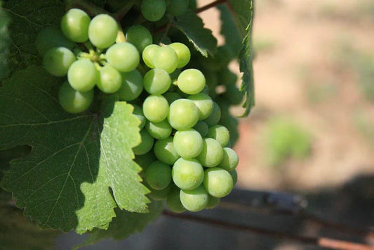 Niagara Grape Vines - 3.5 in Pots - 2 Potted Plants - Vitis labrusca - Perfect for Home Garden or Patio