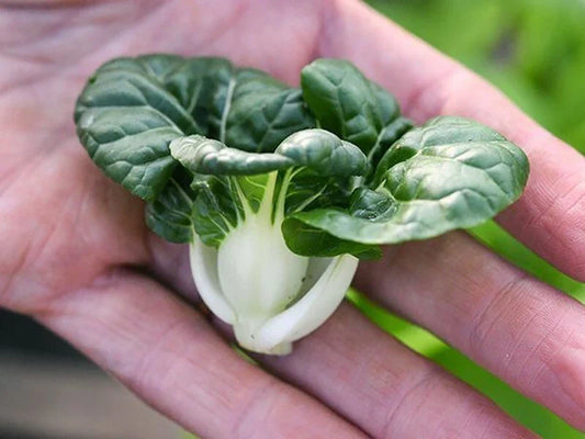 Cabbage Seeds - 800+ Count - Pak Choi Extra Dwarf White Stem - Heirloom Variety - RARE