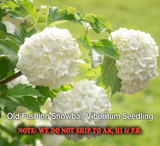 Old Fashion Snowball Highbush Cranberry Seedling in 4" Pot - Viburnum trilobum