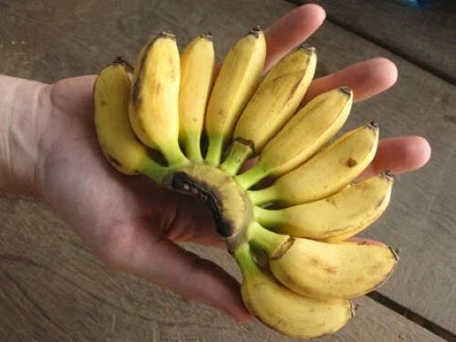 Musa Banana Plant Starter - Small Rooted Variety - Truly Tiny Banana Plant - Perfect for Indoor Gardening