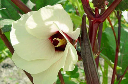 Red Burgundy Okra Seeds - 100 Count - Heirloom Vegetable Seeds for Garden - Abelmoschus esculentus
