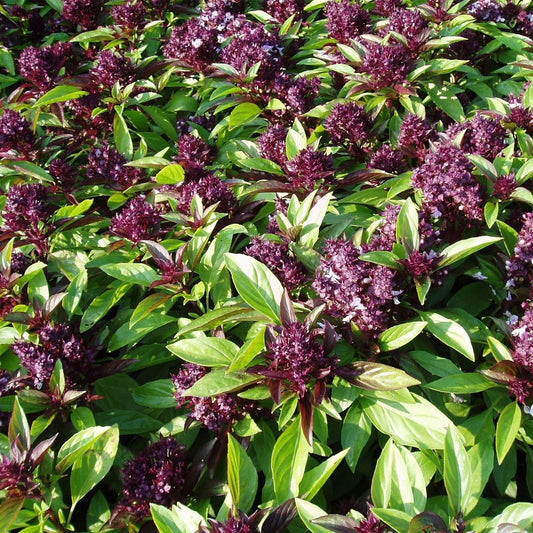 Siam Queen Basil Seeds 200+ Count - Thai Ocimum Thyrsiflora Herb - Asian Culinary Gardening - USA Grown