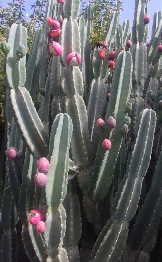 Night Blooming Cactus Cutting 24 Inches Long Freshly Cut Hylocereus undatus